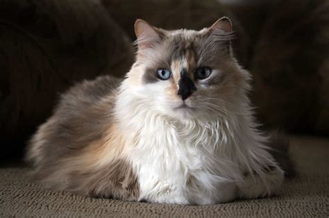 Dilute Calico Cat Everything Youve Ever Wanted To Know