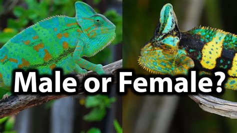 Difference Between Male And Female Chameleon