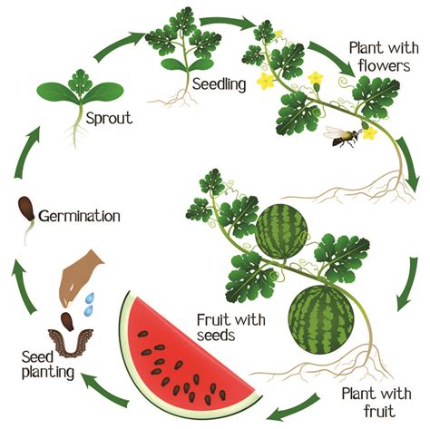 Watermelon Growing Stages A Comprehensive Guide