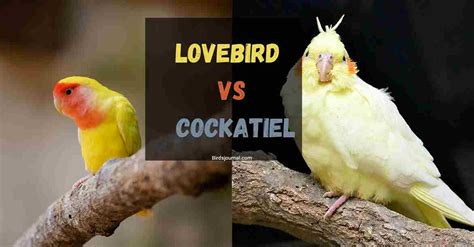 Lovebirds Vs Cockatiel Difference Which Should You Prefer