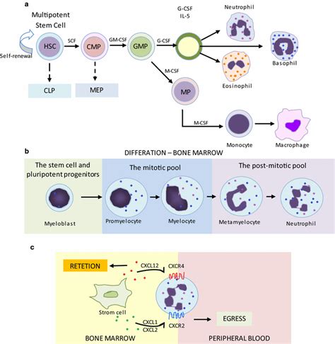 Immune Modulation Of Some Autoimmune Diseases The Critical Role Of