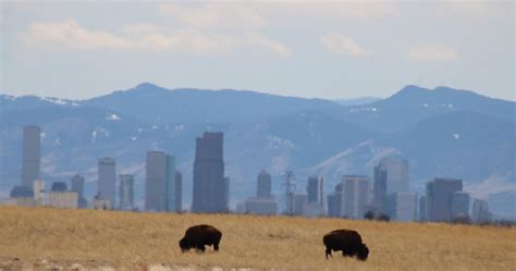 Bison At Rocky Mountain National Arsenal Wildlife Refuge Denver