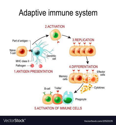 Adaptive Immune System From Antigen Presentation Vector Image
