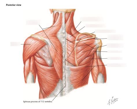 Posterior Shoulder Muscles Diagram Quizlet