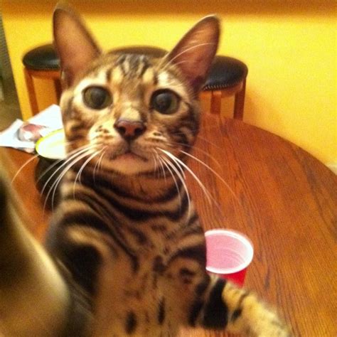 Marbles, blaze, onyx and saffron are all cool names that could describe a bengal's coat. Soren, my pure breed Brown Marble Bengal. His favorite ...