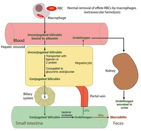 Outline Of Normal Bilirubin Metabolism Eclinpath