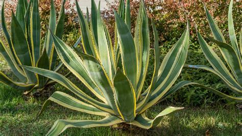 Spiky Leaf Plant Paradise Explore Exotic Charm In Your Garden Ames