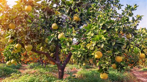 10 Most Effective Tips For Pruning Grapefruit Trees 2023 Guide The