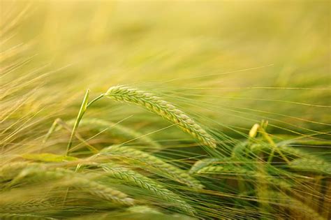 1366x768px Free Download Hd Wallpaper Agriculture Barley Barley
