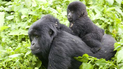 Eastern Gorillas Are Now One Step Away From Extinction — Quartz