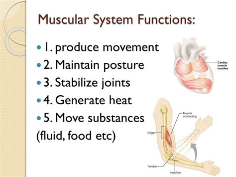 Ppt Muscular System Powerpoint Presentation Id2189080