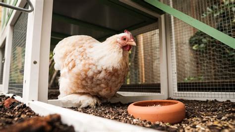 Cdc Warns Not To Kiss Cuddle Backyard Chickens Due To Salmonella Outbreak Bring Me The News