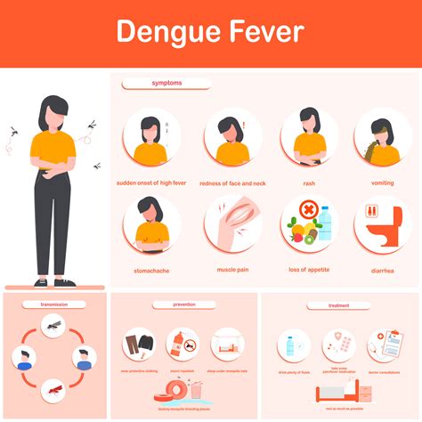 Vector Illustration Infographics Dengue Fever Symptoms Transmission