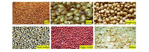 Cereals And Grains Of Africa Download Scientific Diagram