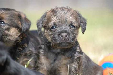 Border Terriers Breed Information Small Dog Place