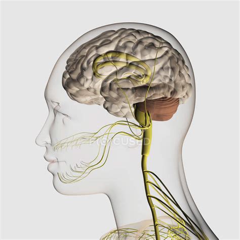 Medical Illustration Of The Human Nervous System And Brain — Buccal