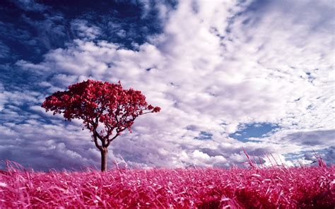 Download Nature Pink Land Desktop Wallpaper On This Background By