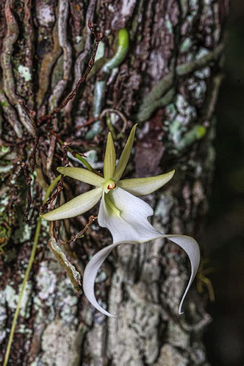 Rare Ghost Orchid Only Grows In Swamps Photograph By Larry Richardson