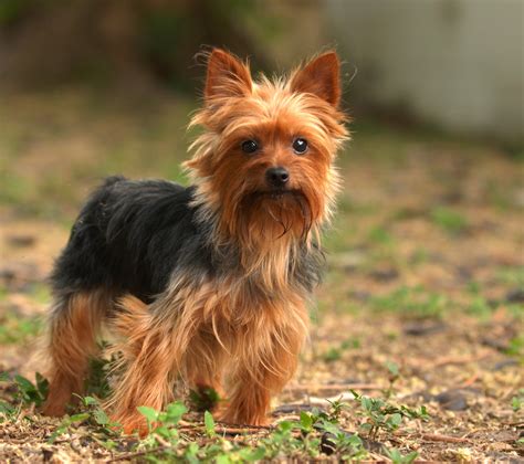 20 Small Dog Breeds That Are Beyond Cute