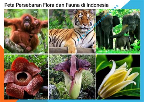 Peta Persebaran Flora Dan Fauna Di Indonesia Daftar Pustaka