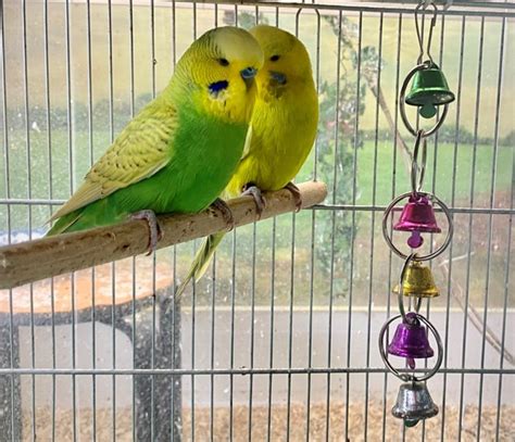 English Budgie Genetics For Breeders And Owners Bird And Beyond