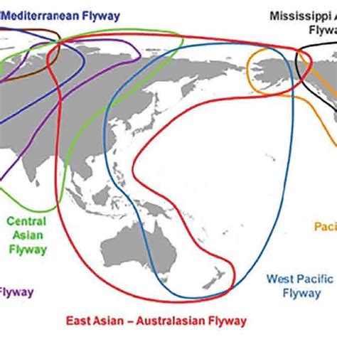 The Map Of The World Is Showing The Migratory Birds Flyways Image