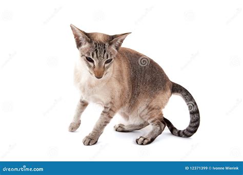 Siamese Cat Stock Image Image Of Isolated Breed Striped 12371399