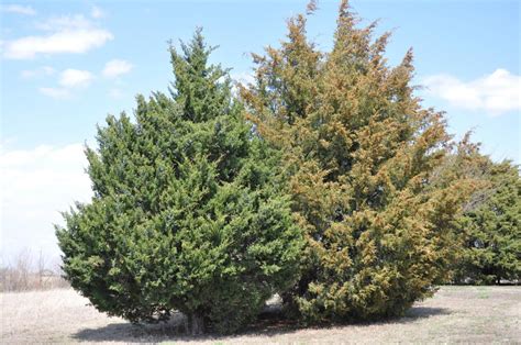 Eastern Red Cedar Tree Facts Identification Uses Pictures