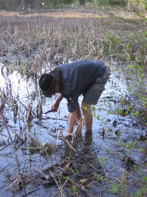 The Foraging Family: Cattail Rhizome