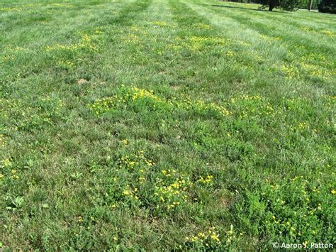 Good cultural practices such as not mowing your grass too short and giving your lawn the nutrients it needs. Lawn Weed With Yellow Flowers | MyCoffeepot.Org