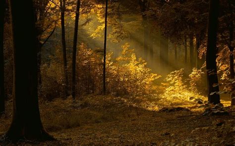 Nature Landscape Forest Mist Sun Rays Red Leaves Fall Trees Sunlight Women Outdoors Walking
