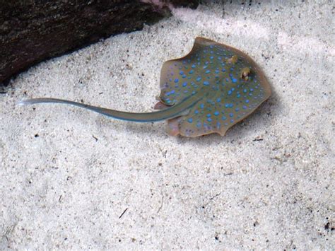 What Do Stingrays Eat 15 Creatures They Hunt Imp World
