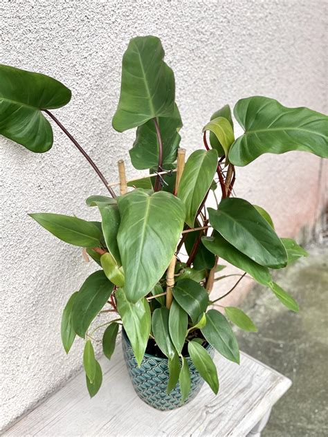 Philodendron Mandaianum Jungle Boogie