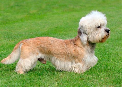 Dandie Dinmont Terrier ⋆ Historia Características Y Cuidados
