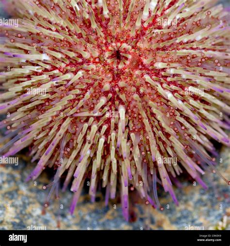 Close Up Abstract Of A Sea Urchin Psammechinus Miliaris Stock Photo