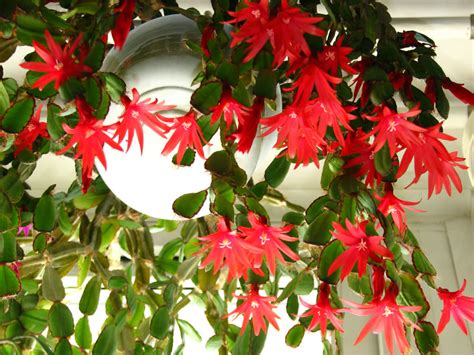 Free shipping over $99 · seasonal catalogs · price match guarantees Hatiora gaertneri (Easter Cactus) | World of Succulents
