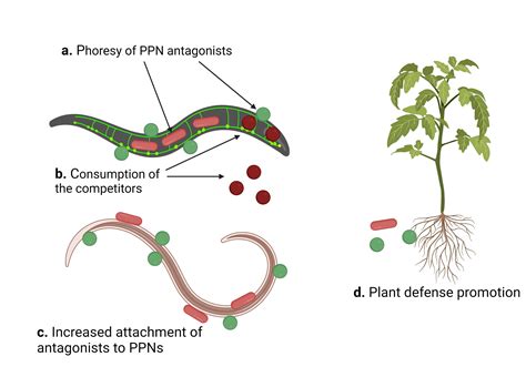 Breaking Good Soil Nematodes As Important Players For Plant