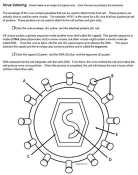 Best of animal cell coloring answer key animal cell coloring page answers download this coloring pages for free only on bubakids.com. How Do Viruses Infect Cells, a Coloring Guide (KEY) by ...