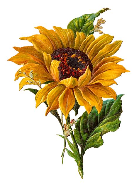 4497 Realistic Transparent Watercolour Sunflower Svg Svg Png Eps Dxf File