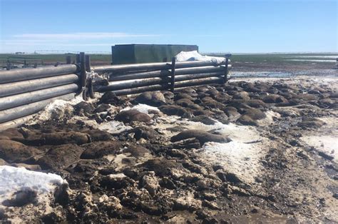 Blizzard Conditions Cause Possibly Thousands Of Cattle To Die Large
