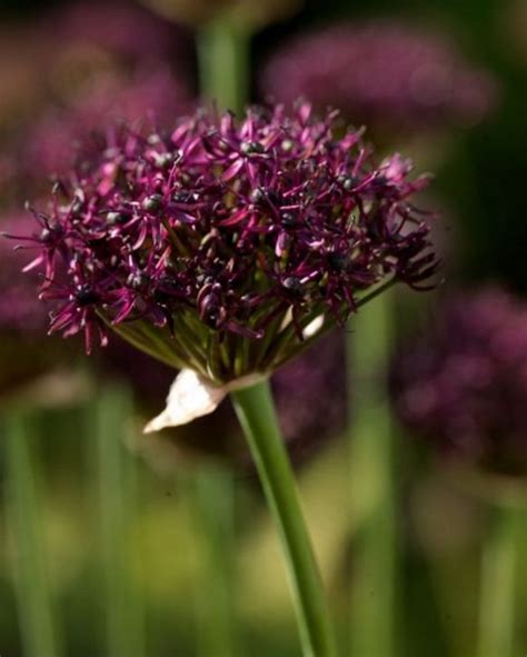 Allium Atropurpureum Peter Nyssen Buy Flower Bulbs And Plants Online