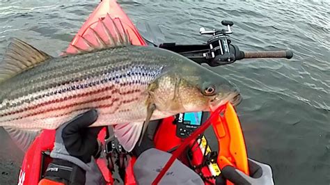 30 Striped Bass Catch Photo And Released Youtube