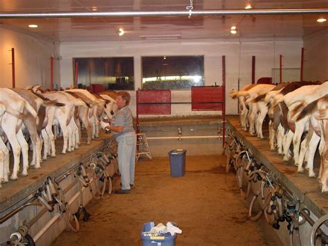 Goats are notorious for getting out of the pasture. Milking parlor set up | Dairy goats, Goat milking, Kinder ...