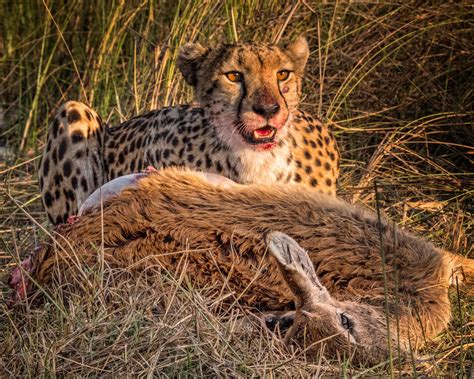Botswana Wildlife Louis Montrose Photography