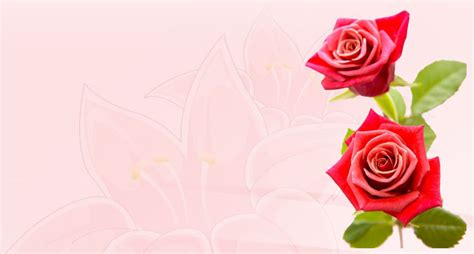 Flowers Email Stationery Stationary Red Roses At Its Best