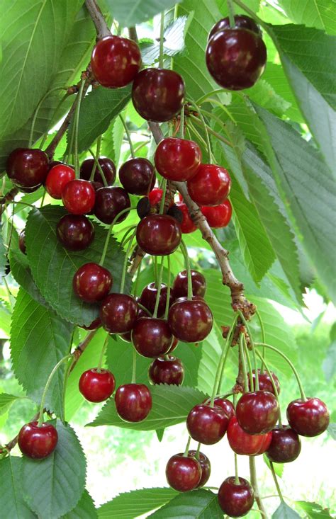 Ripe Cherries On Tree Free Stock Photo Public Domain Pictures
