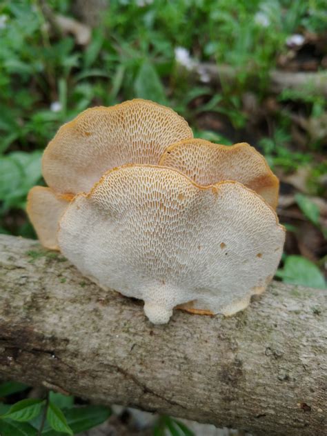 Id This Indiana Mushroom Please Identifying Mushrooms