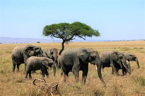 5 Days Kenya Wildlife Safari In Mount Kenya Region Lake Naivasha And