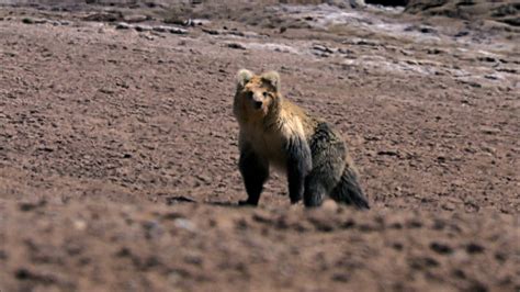 The Himalayas The Bear And The Fox Nature Pbs