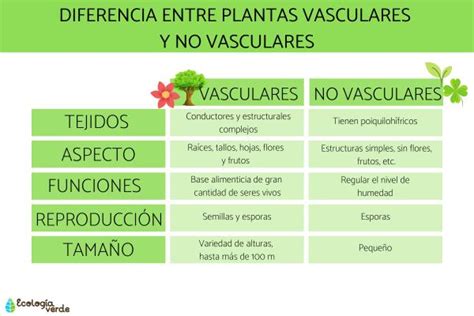 Diferencia Entre Plantas Vasculares Y No Vasculares Resumen